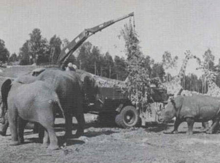 HIAB 174 Speedloader was Also an Elephant Feeder