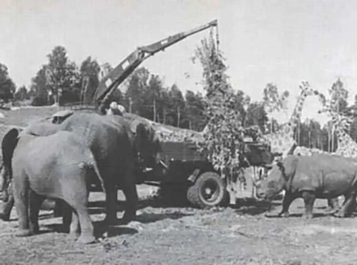 Rhinos and Elephants